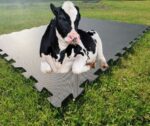 Cow Mats